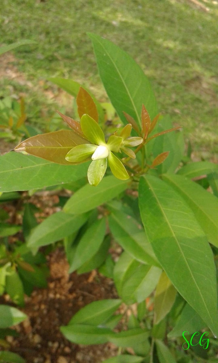Tritaxis glabella var. glabella Thwaites